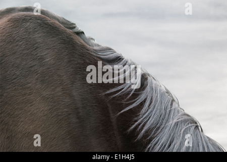 Nahaufnahme des schwarzen Pferdes Nacken und Schulter Stockfoto