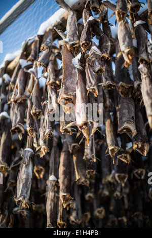 Skrei, Kabeljau trocknen, Lofoten, Norwegen Stockfoto