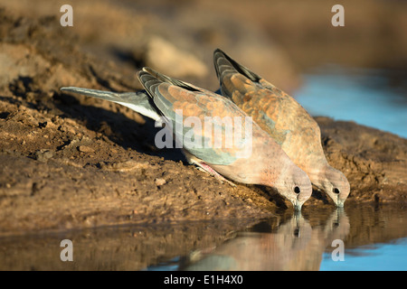 Zwei Laughing Tauben (Spilopelia Senegalensis), Mashatu Wildgehege, Botswana, Afrika Stockfoto