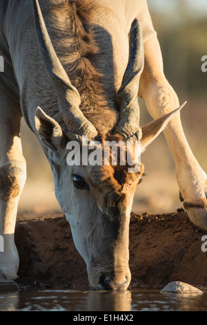 Eland (Tauro Oryx) trinken, Mashatu Wildreservat, Botswana, Afrika Stockfoto