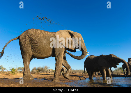 Afrikanische Elefanten (Loxodonta Africana) Abkühlung am Wasserloch, Mashatu Wildgehege, Botswana, Afrika Stockfoto