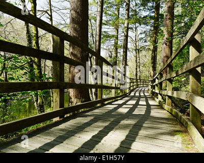 Brücke im Wald, Betws-y-Coed, Snowdonia, Wales Stockfoto