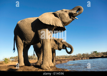Afrikanische Elefanten (Loxodonta Africana) trinken am Wasserloch, Mashatu Wildgehege, Botswana, Afrika Stockfoto