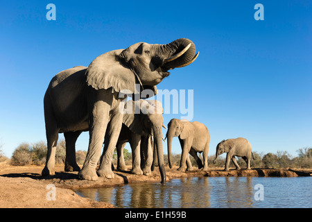 Kleine Gruppe von afrikanischen Elefanten (Loxodonta Africana) trinken am Wasserloch, Mashatu Wildgehege, Botswana, Afrika Stockfoto