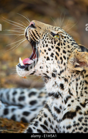 Nahaufnahme von Leopard (Panthera Pardus), Mashatu Wildreservat, Botswana, Afrika Stockfoto