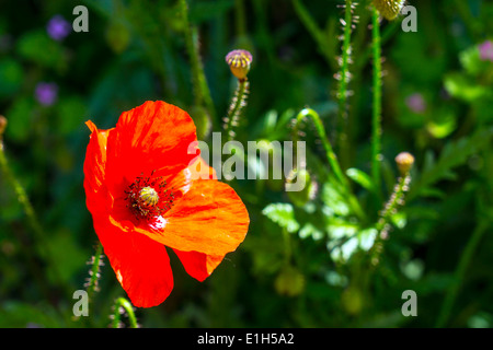 Einzelne helle rote Mohnblume vor dunklen grünen Hintergrund Stockfoto