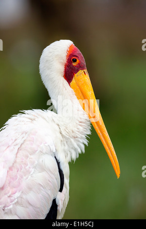 Porträt der Yellowbilled Storch (Mycteria Ibis), Lake Nakuru National Park, Kenia, Afrika Stockfoto