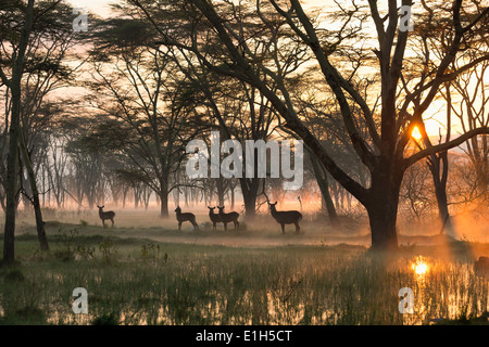 Kleine Gruppe von Wasserbock (Kobus Ellipsiprymnus), Lake-Nakuru-Nationalpark, Kenia, Afrika Stockfoto