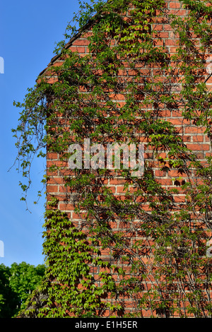 Ivy gewöhnlichen (Hedera Helix) an der Wand von der Kathedrale von Koenigsberg Stockfoto