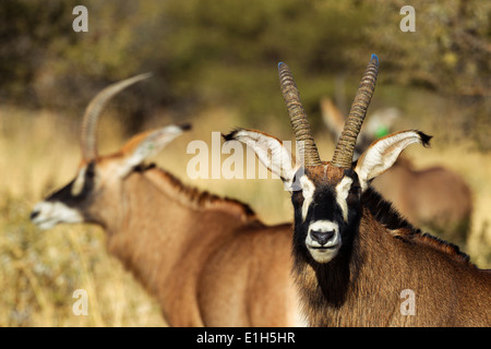 Kleine Gruppe von Roan Antilope (Hippotragus Spitzfußhaltung), Südafrika Stockfoto