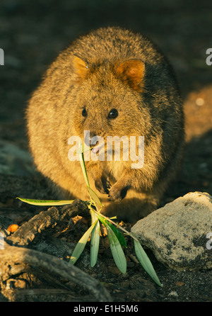 Quokka (Setonix Brachyurus) Rottnest Island, Perth, Western Australia, stark gefährdet Stockfoto