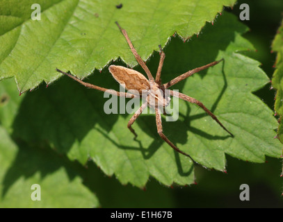 Baumschule Web Spider oder Wolfspinne (Pisaura Mirabilis) Stockfoto