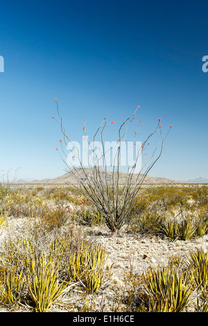 Rot - gespitzt Ocotillo (Fouquieria splendens) und Wüste Landschaft, Big Bend National Park, Texas, USA Stockfoto