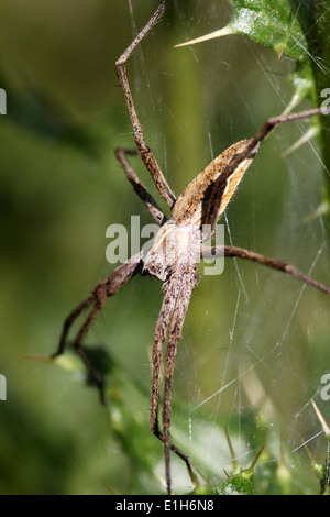 Baumschule Web Spider oder Wolfspinne (Pisaura Mirabilis) im web Stockfoto