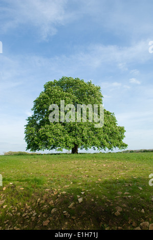 Sonnigen Blick auf Baum am Horizont Hügel Stockfoto