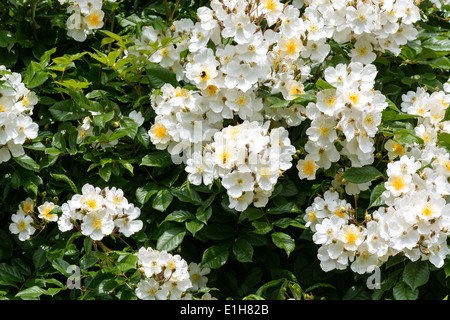 Rosengarten mit mit weißen und gelben weitläufigen Blumen Stockfoto