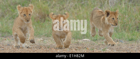 Drei jungen Massai-Löwe (Panthera Leo Nubica), Mara Dreieck, Masai Mara National Reserve, Narok, Kenia, Afrika Stockfoto