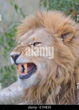 Porträt von einem Knurren Massai-Löwe (Panthera Leo Nubica), Mara Dreieck, Masai Mara National Reserve, Narok, Kenia, Afrika Stockfoto