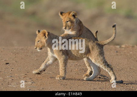 Zwei Massai-Löwe (Panthera Leo Nubica) jungen spielen, Mara Dreieck, Masai Mara National Reserve, Narok, Kenia, Afrika Stockfoto