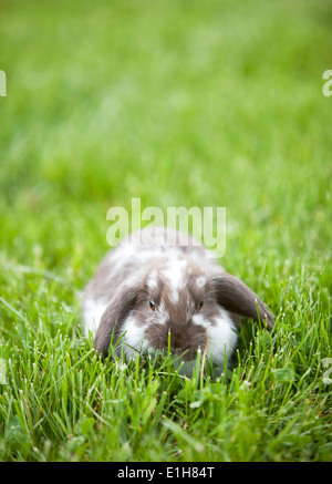 Mini lop Kaninchen spielen im Bereich des Grases Stockfoto