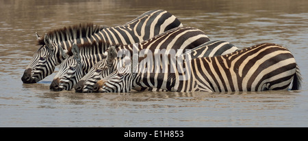 Vier Burchell-Zebra (Equus Quagga) trinken in Fluss, Narok, Kenia, Afrika Stockfoto