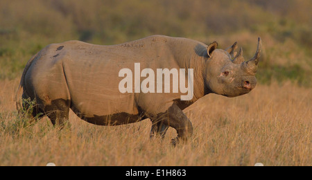 Black Rhino (Diceros Bicornis), Mara Dreieck, Masai Mara National Reserve, Narok, Kenia, Afrika Stockfoto