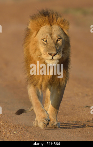 Schlich, Massai-Löwe (Panthera Leo Nubica), Mara Dreieck, Masai Mara National Reserve, Narok, Kenia, Afrika Stockfoto