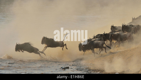 Herde von westlichen weißen bärtigen Gnus (Connochaetes Taurinus Mearnsi) springen im Fluss Mara Dreieck Maasai Mara Narok Kenia Stockfoto