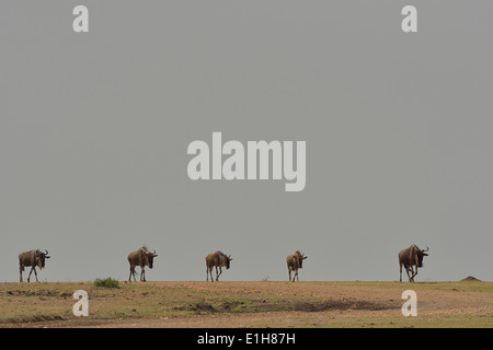 Westlichen weißen bärtigen Gnus (Connochaetes Taurinus Mearnsi) am Horizont Mara Dreieck Maasai Mara Narok Kenia Stockfoto