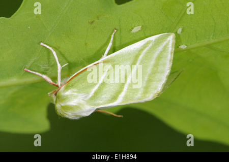 Silber-Linien Pseudoips Prasina grüne Stockfoto