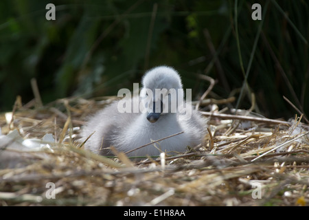 Höckerschwan Cygnus Olor Cygnet auf dem nest Stockfoto