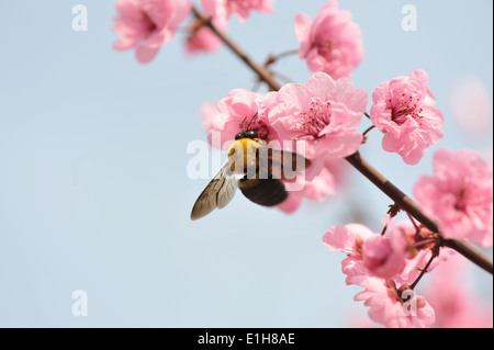 Nahaufnahme von Bienen ernähren sich von Pfirsichblüte Stockfoto