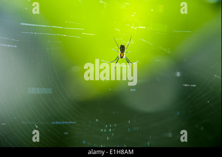 Nahaufnahme von Spinne im web Stockfoto