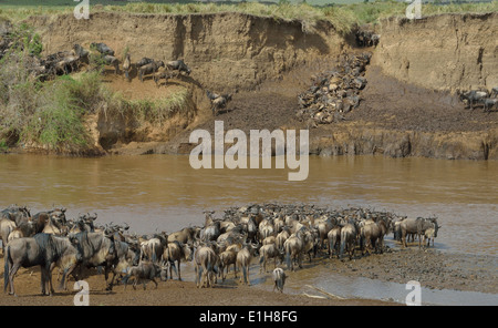 Herden von westlichen weißen bärtigen Gnus Stockfoto