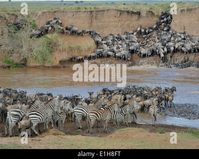 Herden von Zebras und westlichen weißen bärtigen Gnus Burchell die auf schlammigen Flussufer Stockfoto