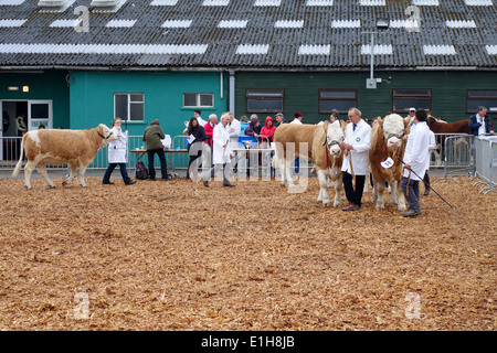 Beurteilung von Rindern bei der Royal Bath and West Show in Somerset. England, Großbritannien Stockfoto