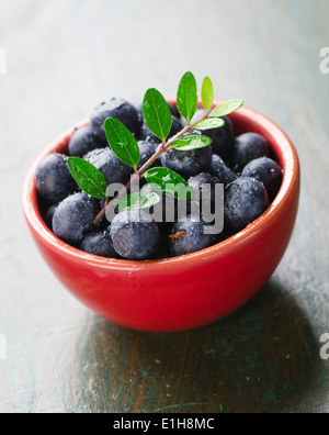 Schüssel mit Heidelbeeren Stockfoto