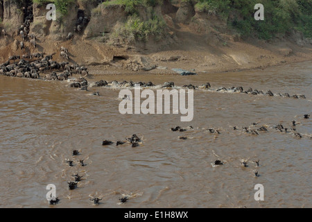 Herde von westlichen weißen Bart Gnus (Connochaetes Taurinus Mearnsi) Grenzübergang Fluss Mara Dreieck Maasai Mara Narok Kenia Stockfoto