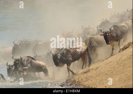 Herde von westlichen weißen bärtigen Gnus (Connochaetes Taurinus Mearnsi) am Flussufer Mara Dreieck Maasai Mara Narok Kenia Stockfoto