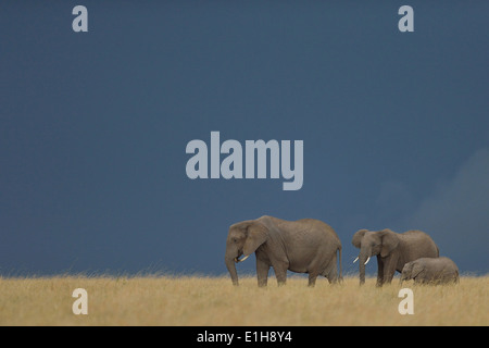 Kleine Gruppe von afrikanischen Elefanten (Loxodonta Africana), Mara Dreieck, Masai Mara National Reserve, Narok, Kenia, Afrika Stockfoto