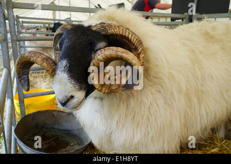 Porträt eines seltenen Rasse Schafe auf der Bath & West Show, Somerset, England, Großbritannien Stockfoto