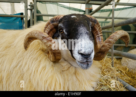 Porträt eines seltenen Schafes bei der Royal Bath and West Show, Somerset, England, Großbritannien Stockfoto