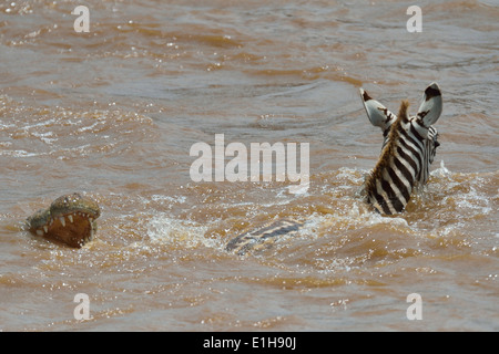 Burchell Zebra (Equus Quagga) Flucht aus Nil-Krokodil (Crocodylus Niloticus) Fluss Mara Dreieck Maasai Mara Narok Kenia Stockfoto