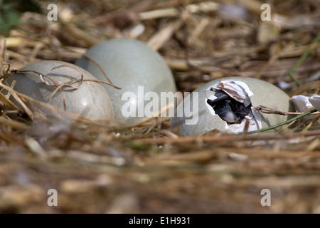 Höckerschwan Cygnus Olor Cygnet aus seinem Ei schlüpfen Stockfoto