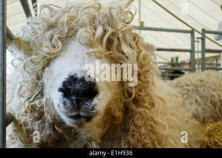 Porträt eines Schafes in der Royal Bath and West Show, Somerset, England, Großbritannien Stockfoto