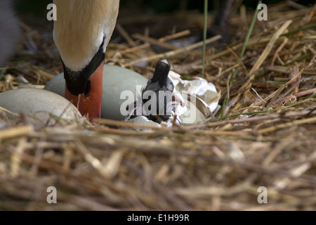 Höckerschwan Cygnus Olor Cygnet aus seinem Ei schlüpfen Stockfoto