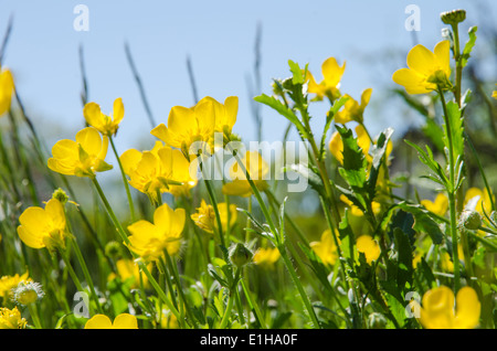 Gruppe von sonnenbeschienenen Butterblumen bei blue sky Stockfoto