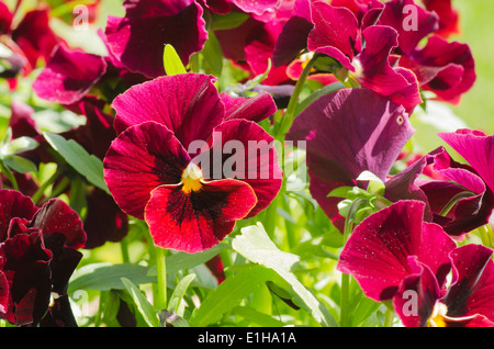 Gruppe von sonnenbeschienenen rote Stiefmütterchen Stockfoto