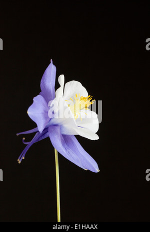 Nahaufnahme von Aquilegia vulgaris Bluebird vor schwarzem Hintergrund Stockfoto