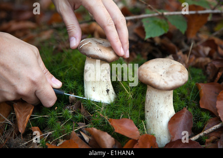 Eine Frau ist das Sammeln von Pilzen in den Wäldern Stockfoto